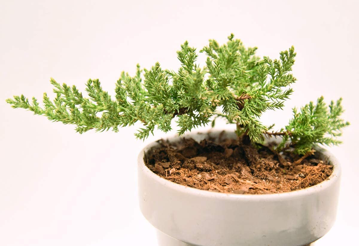 Bonsai Soil by - 2Qts. | Premium All-Purpose Mix Bonsai Tree Varieties