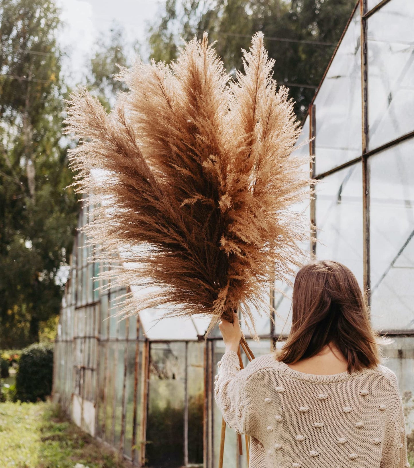 Dried Pampas Grass