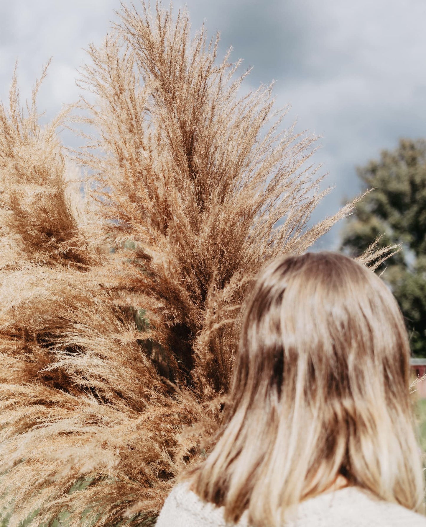 Dried Pampas Grass