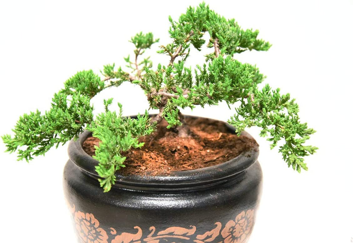 Bonsai Soil by  - 2Qts. | Premium All-Purpose Mix Bonsai Tree Varieties